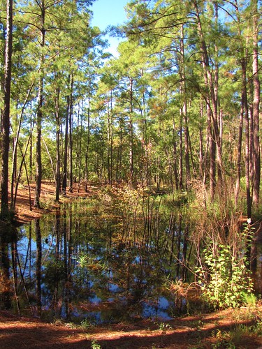 joneslakestatepark bladencounty northcarolina northcarolinadepartmentofparksandrecreation northcarolinahighway242 statepark vernalpool forest woods loblollypine gerrydincher