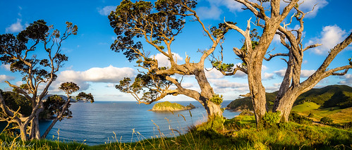 ocean new travel sunset newzealand panorama sunlight tree green tourism nature sunshine landscape island coast pacific branches great hike auckland zealand nz barrier coastline wilderness greatbarrierisland новаязеландия harataonga