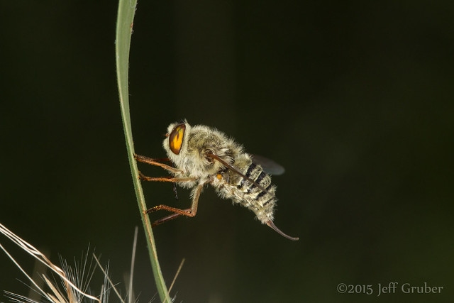 Tangle-veined Fly