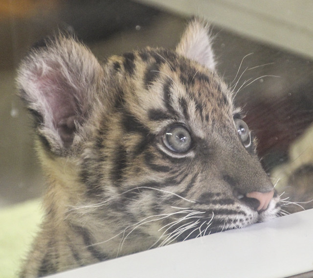 Baby Sumatran Tiger Cub_4005