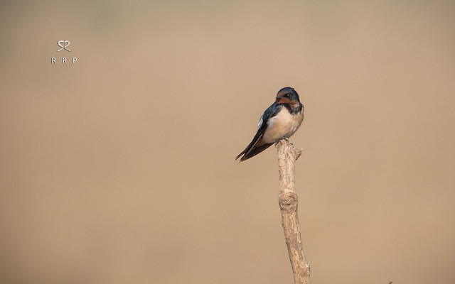 Barn Swallow - Perching (Hirundo rustica)