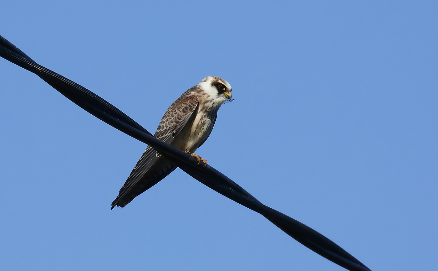 Juv. Red-footed Falcon