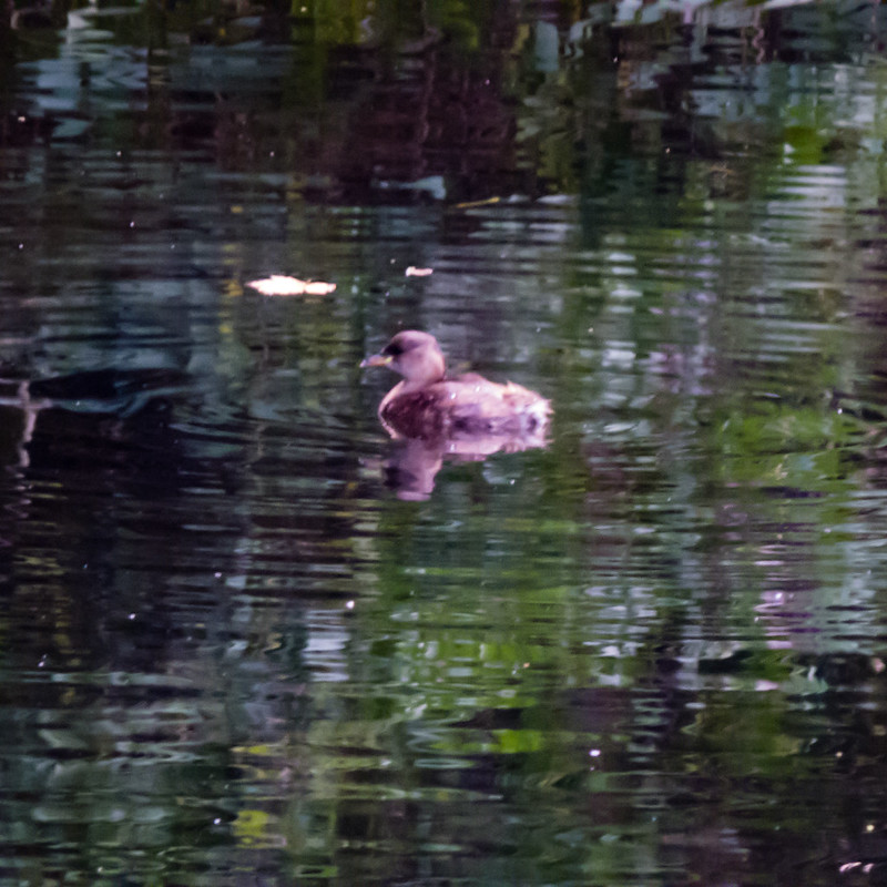 First dabchick of the autumn