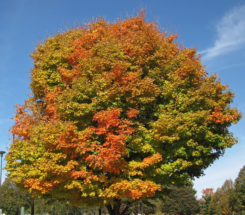 Acer saccharum (sugar maple tree in fall colors) (Newark campus of Ohio State University, Newark, Ohio, USA) (23 October 2015) 3