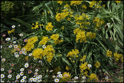 Allium moly 'Jeannine' - ail doré 22493768625_f58ddcc9d2