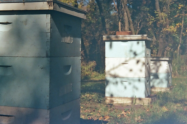 Beehives on Svema Film