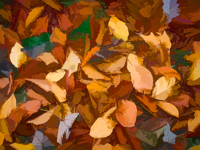 Beech leaves treated with Topaz Simplify