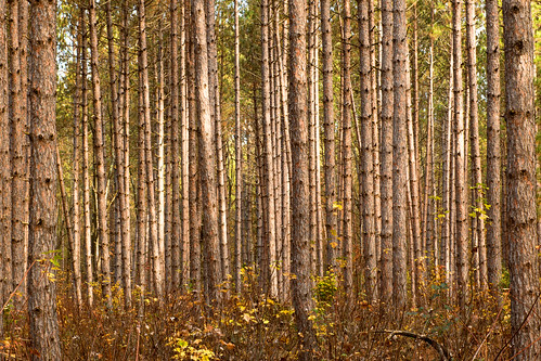 2016 october kevinpovenz michigan luther woods forest pine pinetrees straight canon7dmarkii