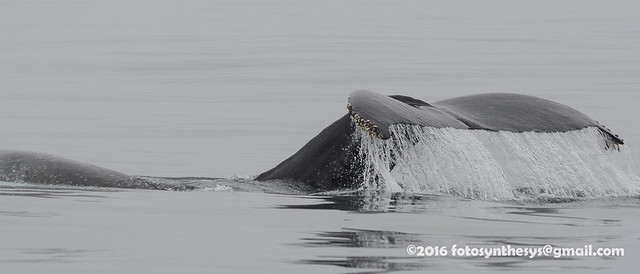 North Pacific Humpback Whale (Megaptera novaeangliae kuzira) DSC_1468