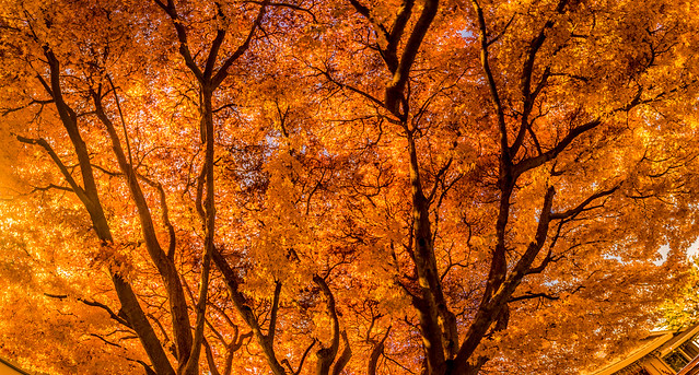 Autumn Leaves in trees