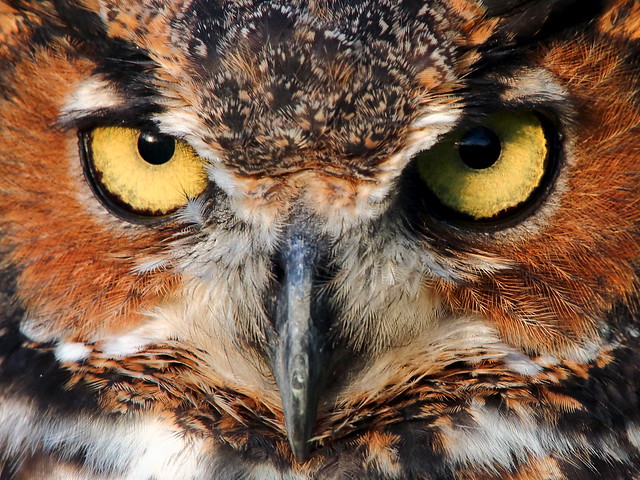 Great Horned Owl 2 (09 25 2015)