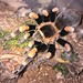 B. smithi