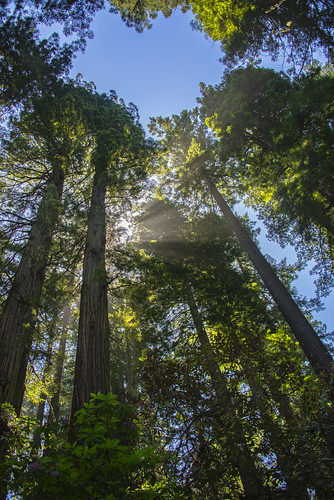 redwood-national-park-humboldt-county-california-usa-p-flickr