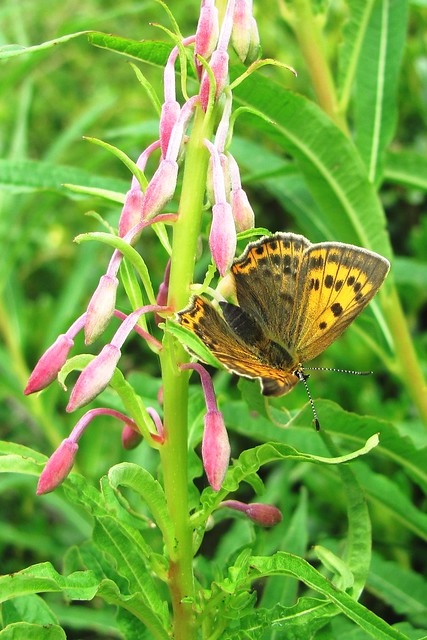 Butterfly - Farfalla