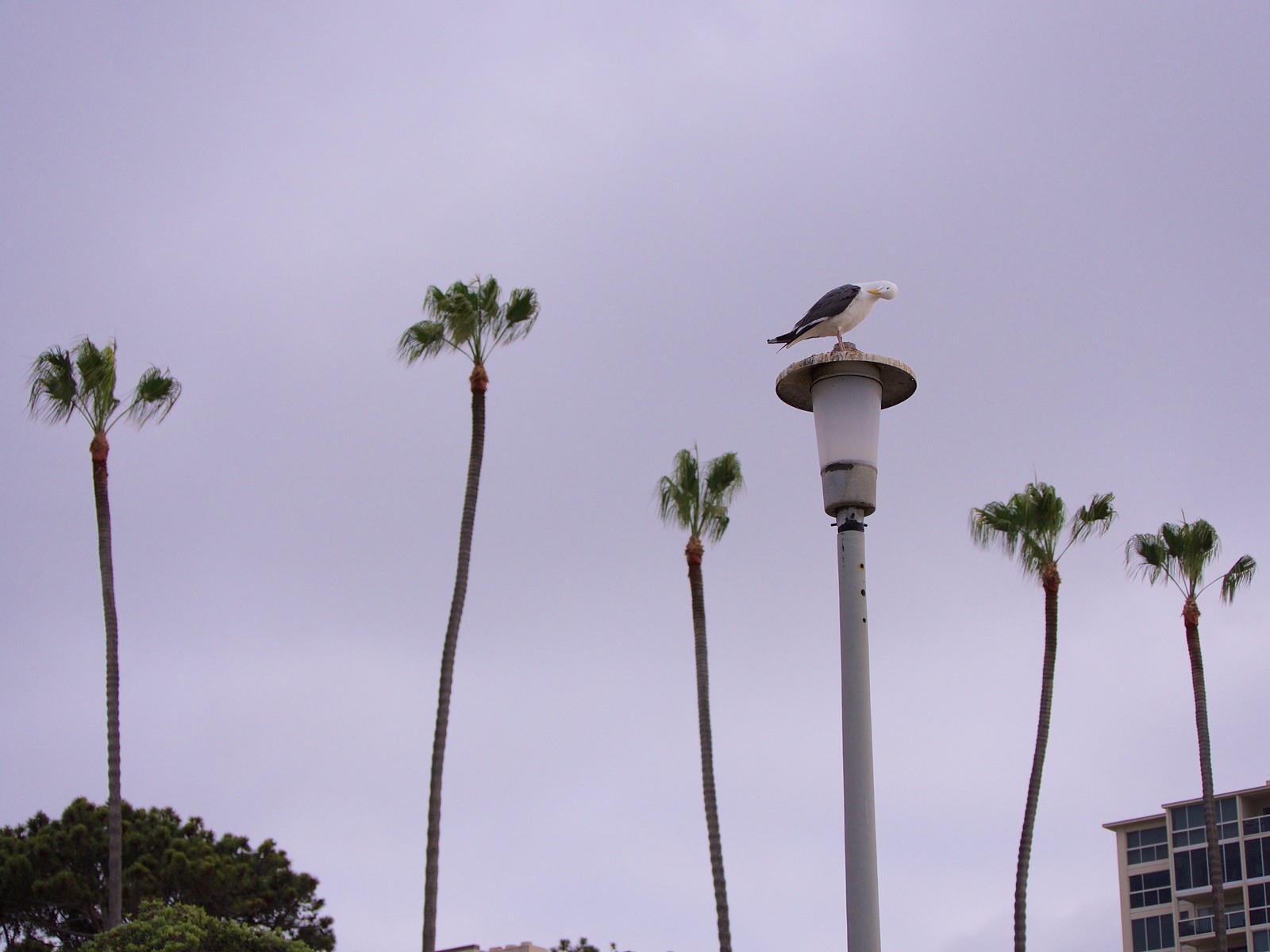Ellen Browning Scripps Park