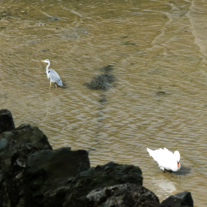 Heron and swan feeding in an estuary