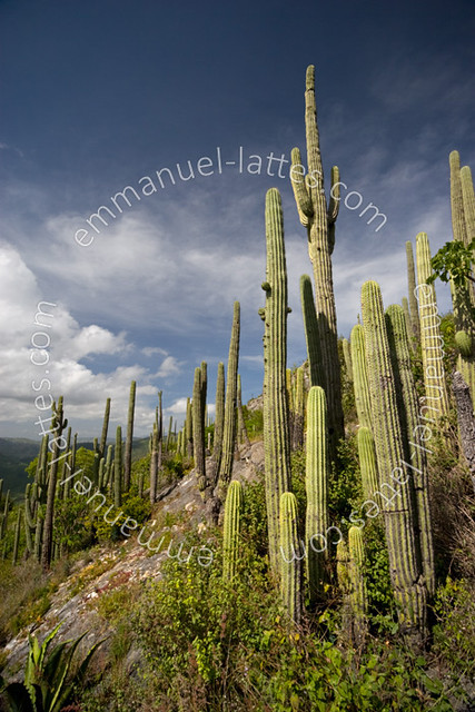 Cactus (Neobuxbaumia tetetzo) en été (Oaxaca, Mexique).