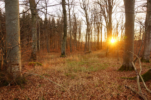 winter sunset sun germany woods a77 sonyalpha sal1680z hiltenburg