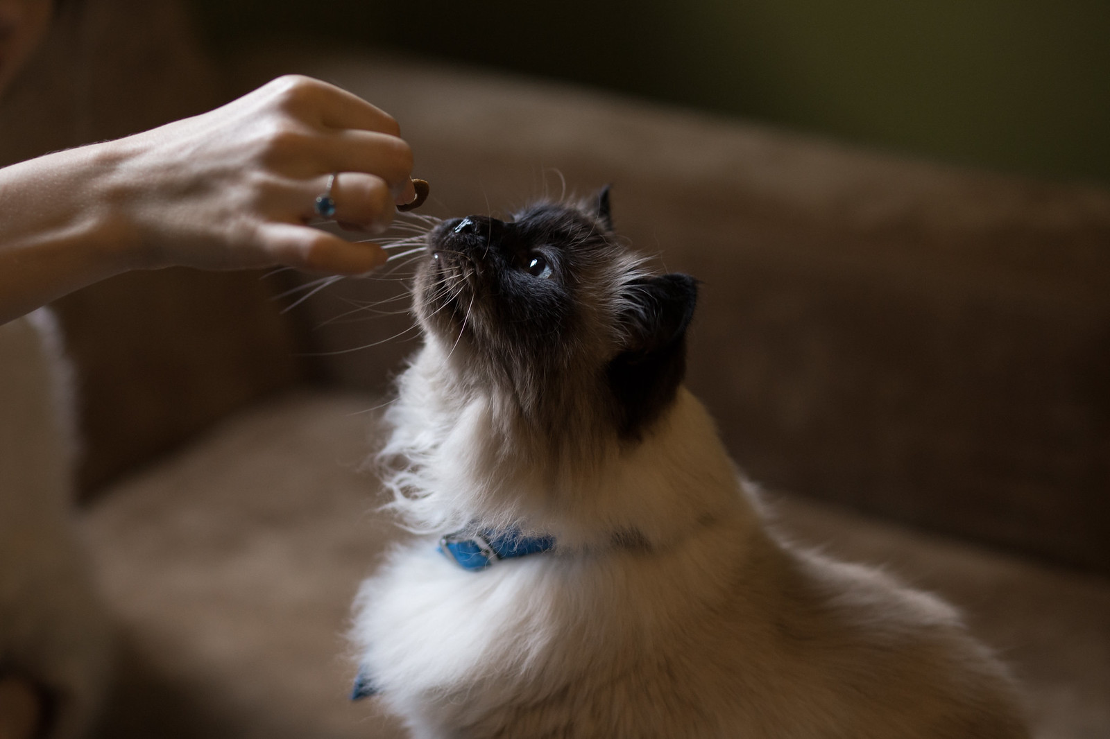 Birman - Cat Scanner