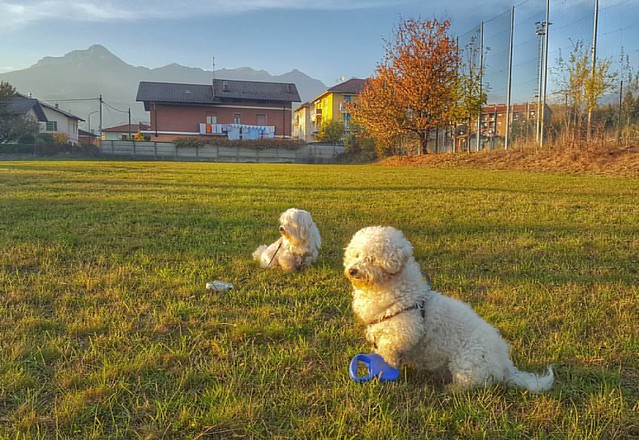Before the #duel #bichon #bichonfrise #sunset #mucrone #alps #ig_biella  #innamoratidelBiellese  #Biellese #puppy #puppies #perro #ilovemydog #instagramdogs #nature #dogstagram #dogoftheday #lovedogs #lovepuppies #hound #adorable #doglover #instapuppy