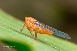 Net-winged planthopper (Nogodinidae) - DSC_2692
