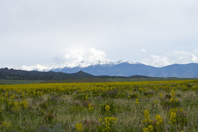 Wildflowers + Rocky Mountains