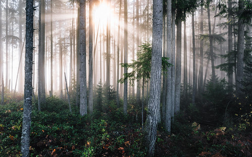canoneos5dmarkiii pacificnorthwest fog foggy forest issaquah nature trees morning sun canonef2470mmf28lusm washington wallpaper background