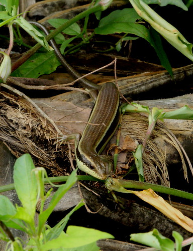 lizard thailand nakhonsawan kongkien reptile nature