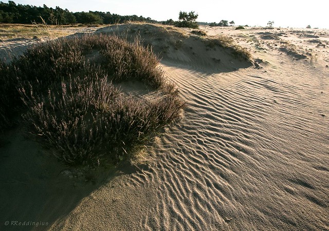 Fleeting contours and wind patterns in eternal sand