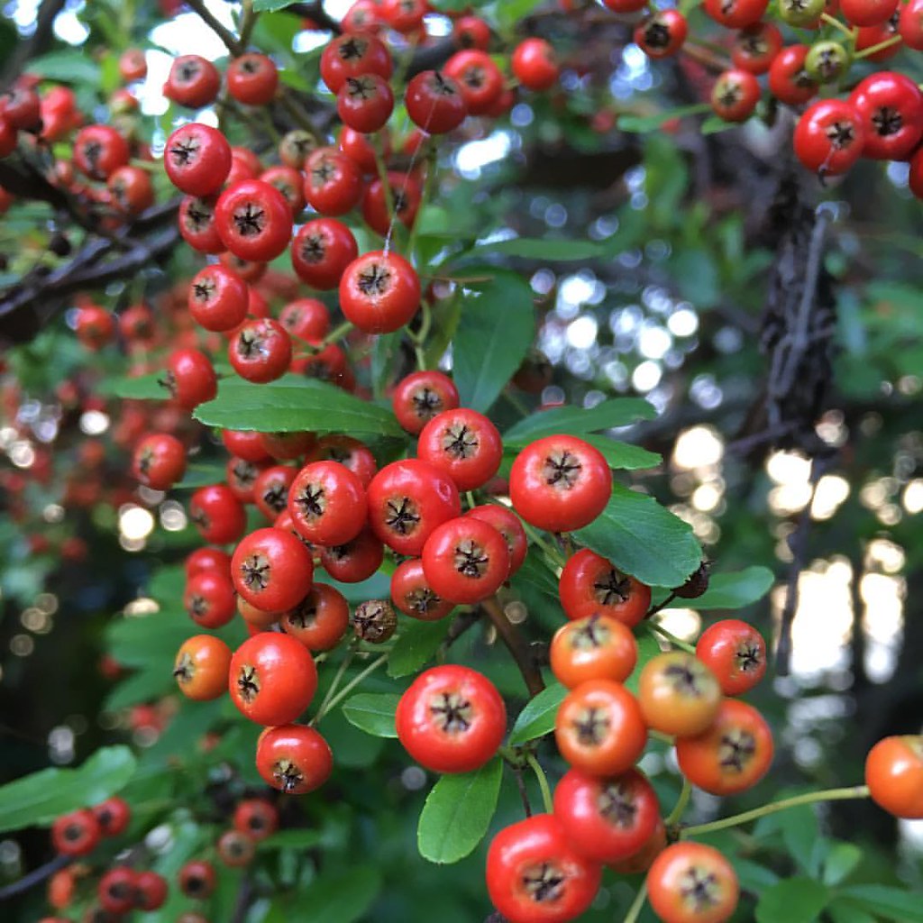 街路樹や公園の植木なんかでも よくみて見ると赤い実のなる植物は意外と多い 秋だねぇ 何の木かは知らないけど 赤い Flickr