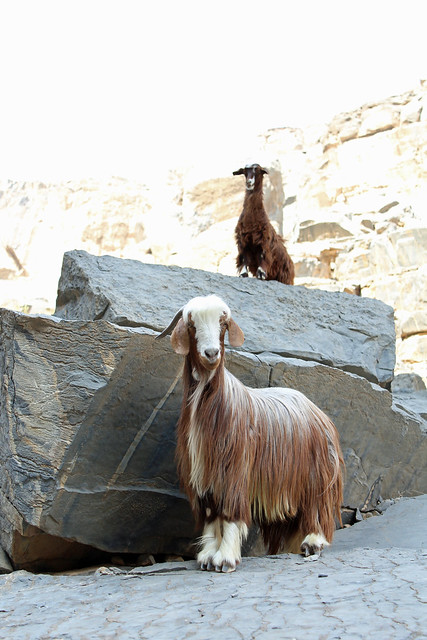 Goats, Wadi Ghul, Oman