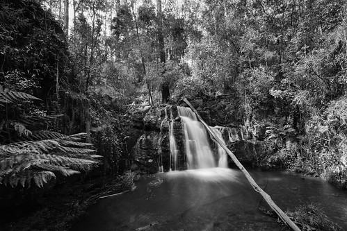 trees forest waterfall falls tasmania wilderness lilydale