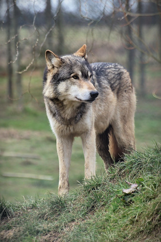 Wolf | At the UK Wolf Conservation Trust. | Matt | Flickr
