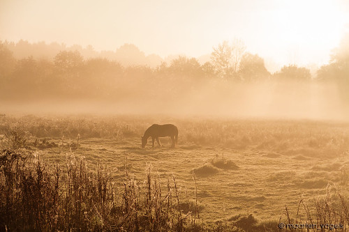 winter horses horse mist fall nature sunshine misty fog sunrise wildlife herfst