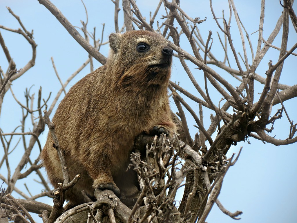 Rock hyrax - dassie - Procavia capensis | South Africa. East… | Flickr