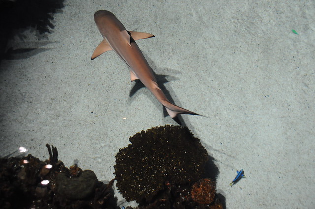 Shark - Baltimore Aquarium