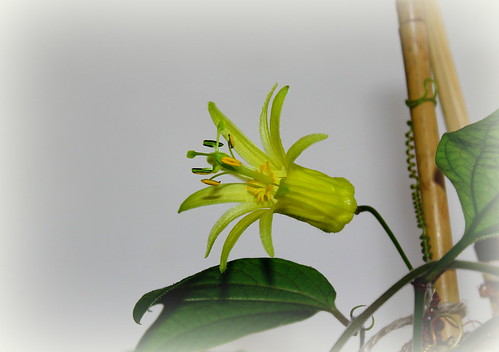Passiflora citrina - passiflore jaune 21296029721_d456cbe64d