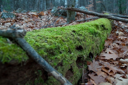 green moss log woods nh salisbury
