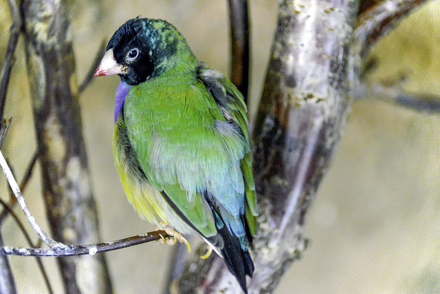 Black-Faced Gouldian Finch