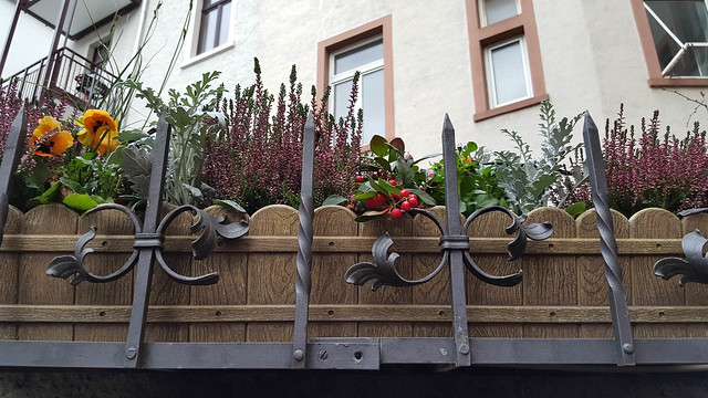Decorative fence flowerbox flowers and colorful winter berries