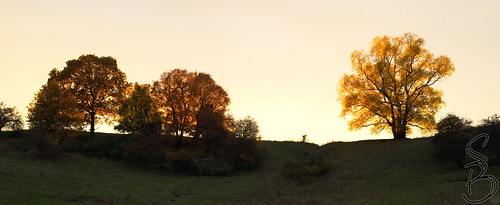 sun ligh sky cloud autumn canon m3 mirrorless jena germany europe fall orange yellow sunset outdoor landschaft tree