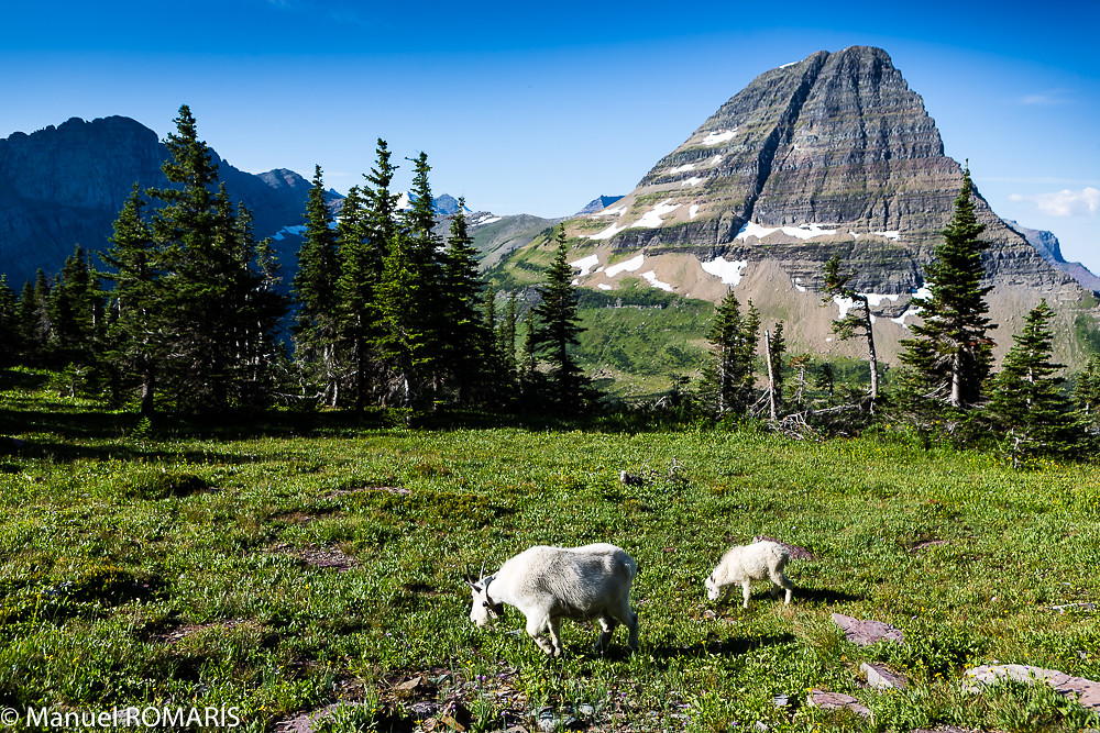 Mountain goat, Glacier NP