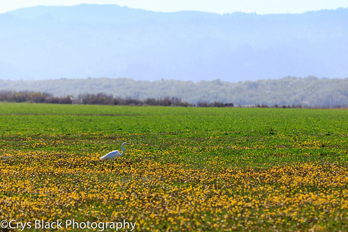 california birds us unitedstates wildlife wildflowers lostcoast 2015 loleta