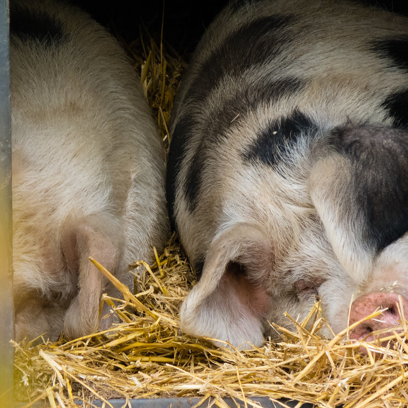 Are you sleeping comfortably?