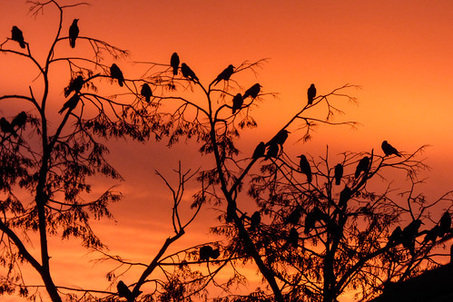 bird zoom calming osijek croatia crow colourful