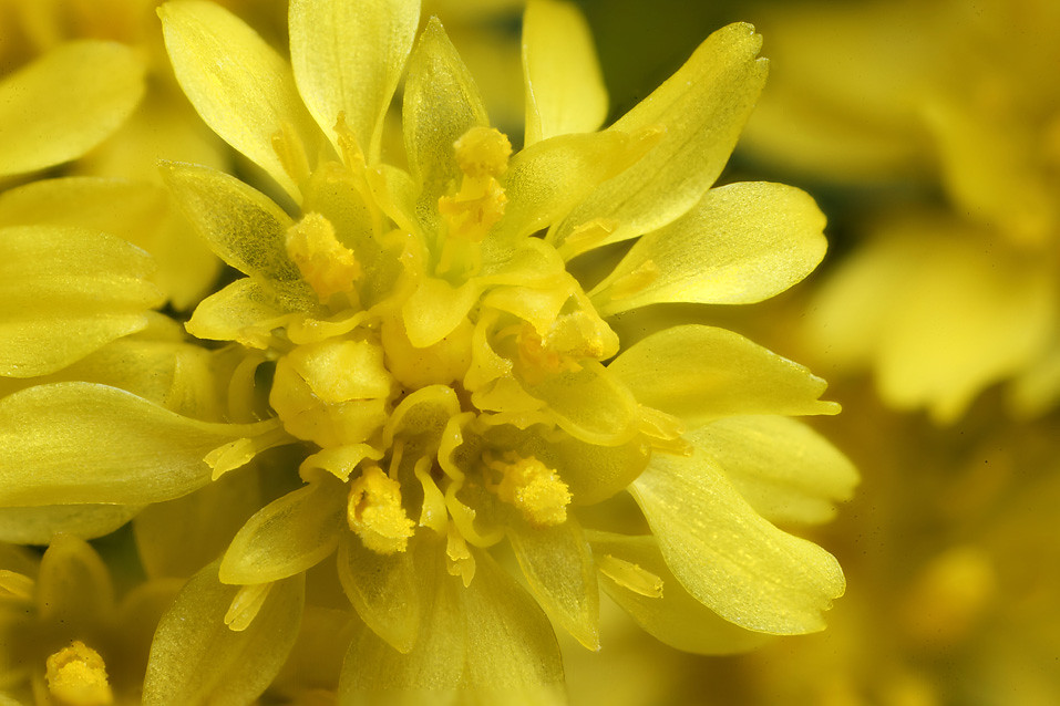 Yellow statice flowers #3 | Yellow statice flowers in some c… | Flickr
