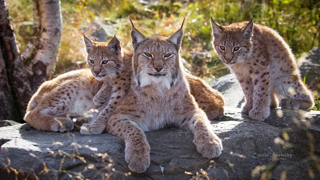 Eurasian lynx family