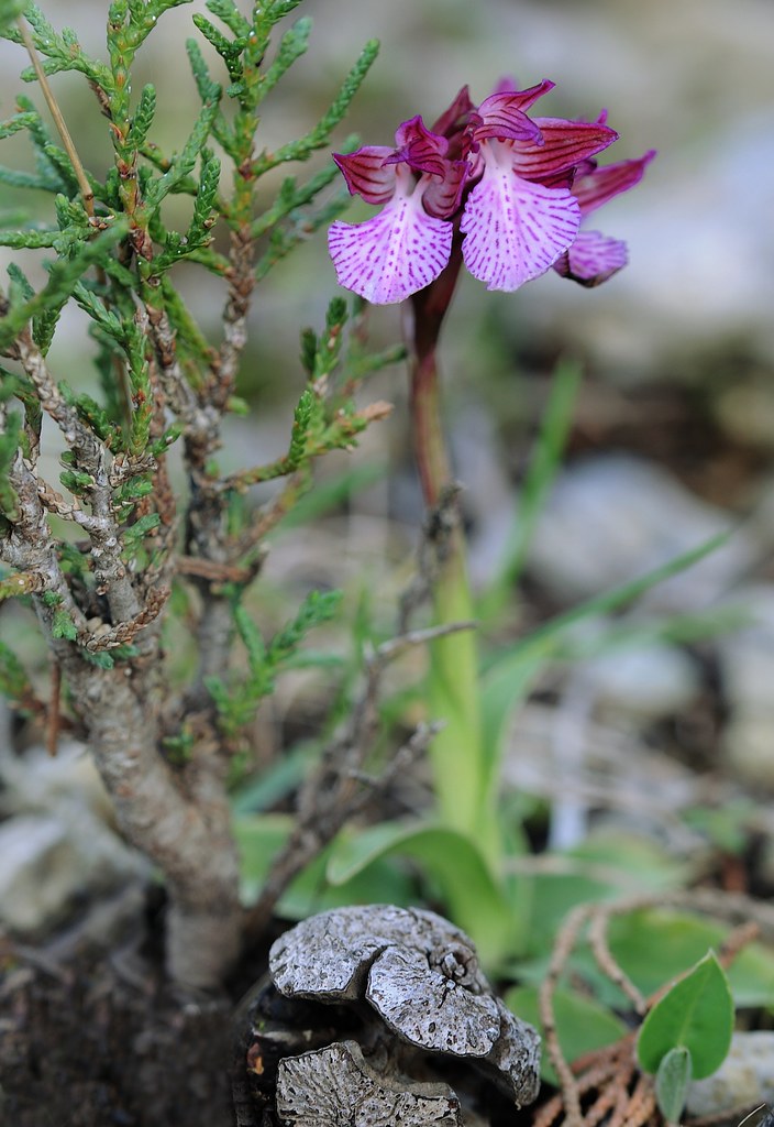 Östliches Schmetterlings-Knabenkraut, Anacamptis papilionacea subsp. aegaea
