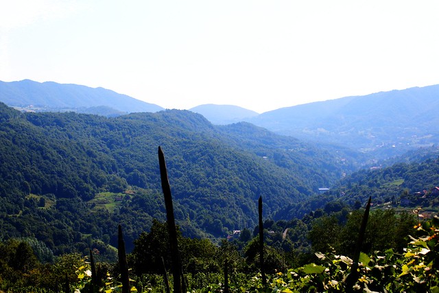 Vineyard in the mountain