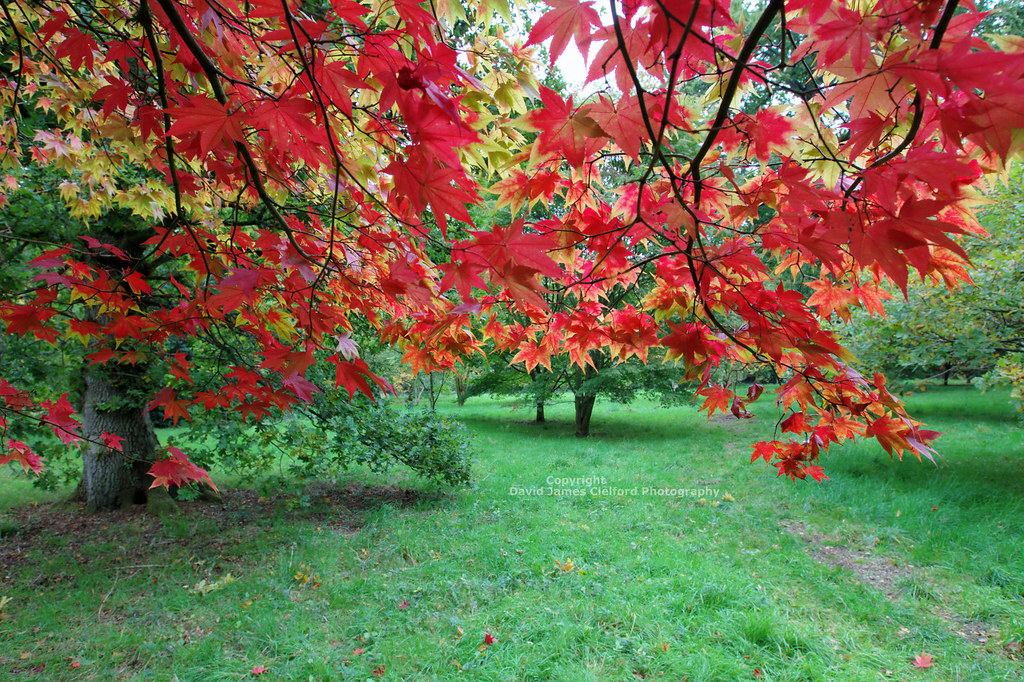 Autumn colours at Westonbirt Arboretum. | Autumn colours at … | Flickr